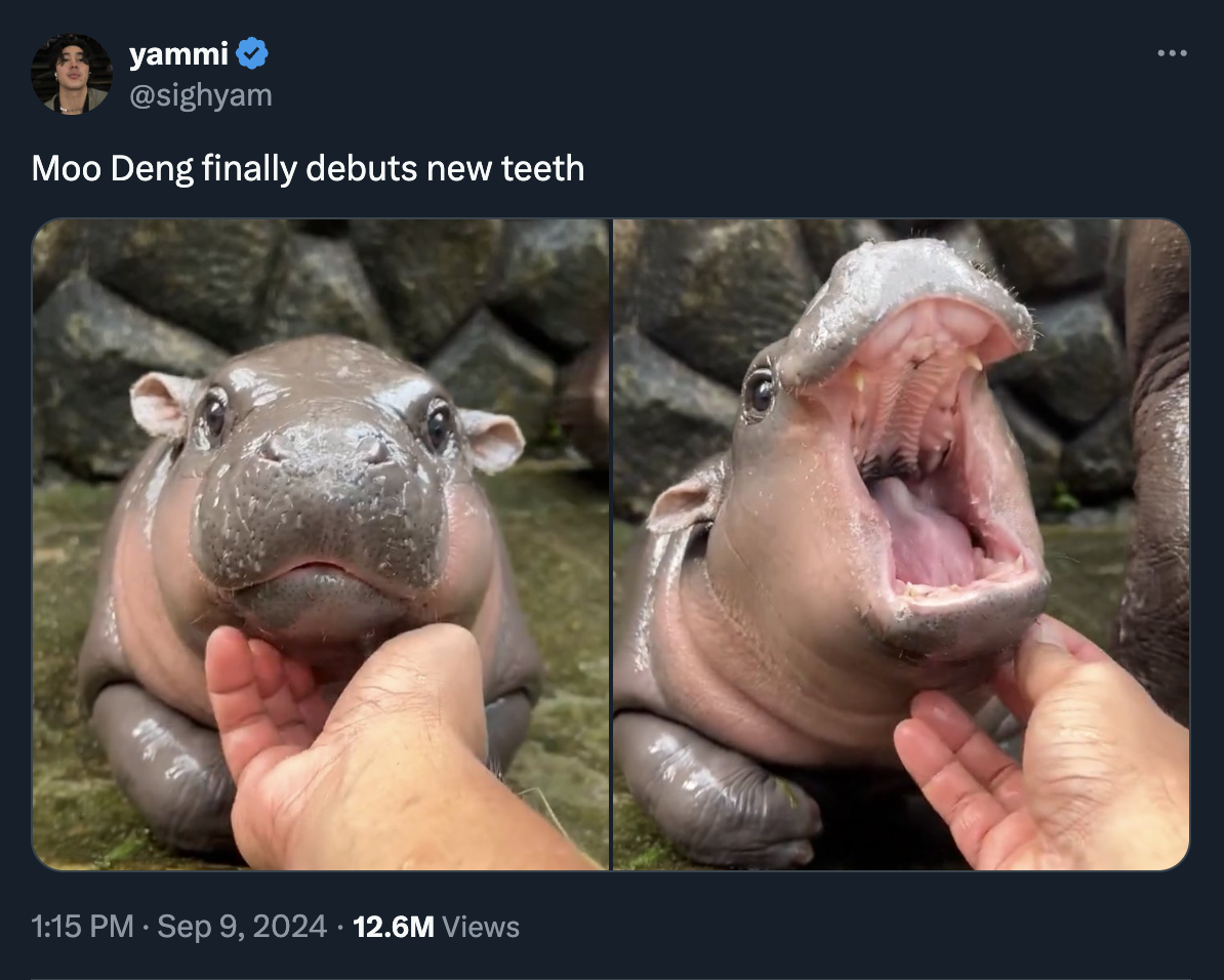 moo deng memes - Moo Deng - yammi Moo Deng finally debuts new teeth 12.6M Views